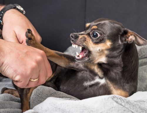 09.10.2018 Warum beißt ein Hund die Menschen, die er liebt?