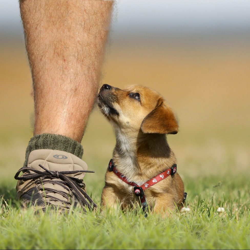 Hundeschule_Hundefragen_Wien_headerbild