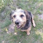 Hundeschule_hundefragen_Wien_1220_Kundenfeedback_Marion